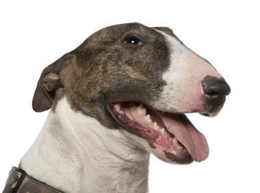 bull Terrier, 5 yıl yaşlı, beyaz arka plan yakın çekim