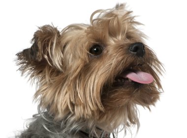 yorkshire Terrier, yakın çekim 1 ve bir buçuk yaşında, önünde beyaz arka plan