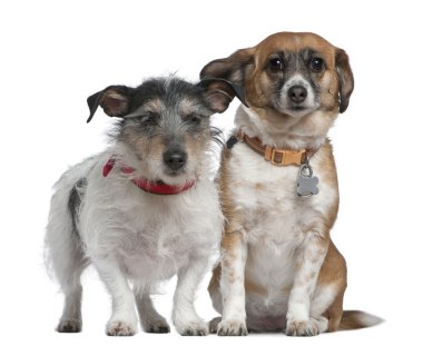 jack Russell terrier ve karışık-breed köpek, 7 yaşında ve 8 yaşında beyaz arka plan,