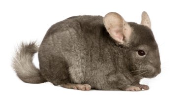 Chinchilla, 1 year old, in front of white background