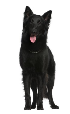 Belgian Shepherd dog, Groenendael, 21 months old, sitting in front of white background clipart