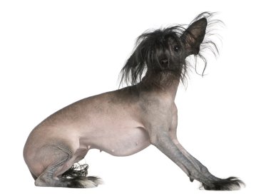 Chinese hairless crested dog, 2 and a half years old, in front of white background clipart