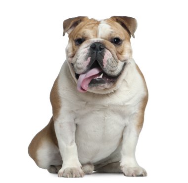 English bulldog, 11 months old, lying in front of white background clipart
