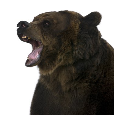 Grizzly bear, 10 years old, standing upright against white background clipart