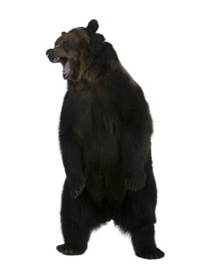 Grizzly bear, 10 years old, standing upright against white background