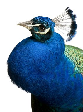 Close-up of Male Indian Peafowl in front of white background clipart