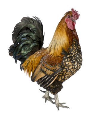 Gallic rooster, 5 years old, standing against white background clipart