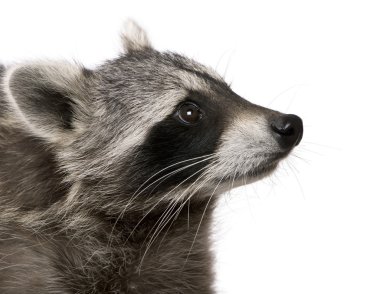 Raccoon in front of white background clipart