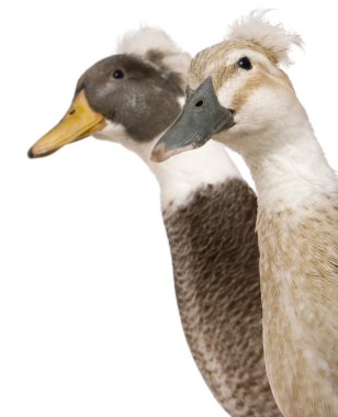 Close-up headshot of Male and Female Crested Ducks, 3 years old, standing in front of white background clipart