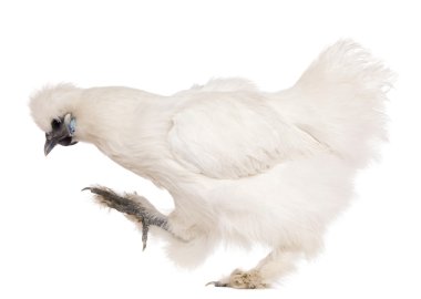 White Silkie chicken, 6 months old, standing in front of white background clipart