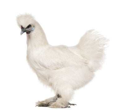 White Silkie chicken, 6 months old, standing in front of white background clipart