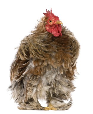 Curly feathered rooster Pekin, 1 years old, standing in front of white background clipart