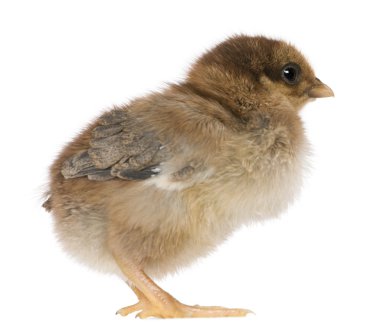 Chick, 4 days old, standing in front of white background clipart