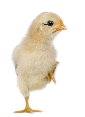 Chick, 15 days old, standing on one leg in front of white background clipart