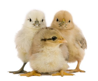 Group of three chicks standing against white background clipart