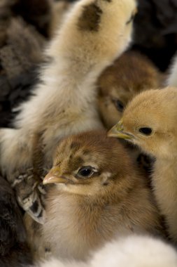 Close-Up Chicks grubu