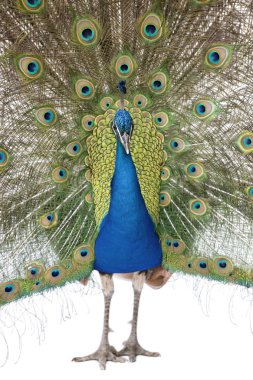 Front view of Male Indian Peafowl displaying tail feathers clipart