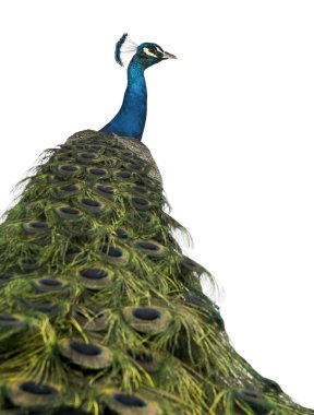 Rear view of a male Indian Peafowl in front of white background clipart