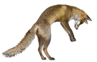 Front view of Red Fox (1 year old) clipart