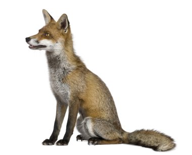 Front view of Red Fox (1 year old) clipart