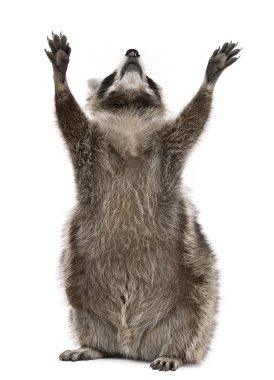 Raccoon, 2 years old, reaching up in front of white background clipart