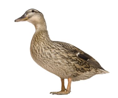 Female Mallard, 1 years old, standing in front of white background clipart