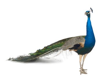Male Indian Peafowl in front of white background clipart