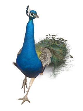 Male Indian Peafowl walking in front of white background clipart