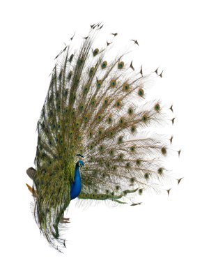 Male Indian Peafowl walking in front of white background clipart