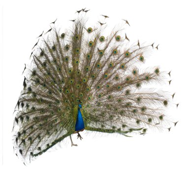 Male Indian Peafowl walking in front of white background clipart