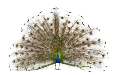 Male Indian Peafowl walking in front of white background clipart