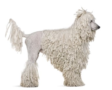 White Corded standard Poodle standing in front of white background clipart