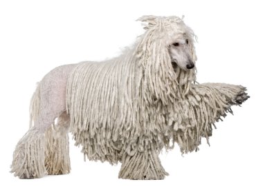 White Corded standard Poodle standing in front of white background clipart