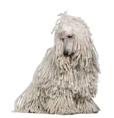 White Corded standard Poodle sitting in front of white background clipart