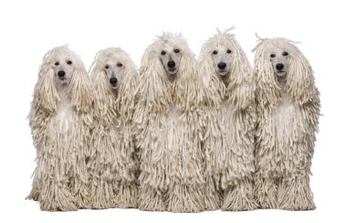 Five White Corded standard Poodles sitting in front of white background clipart