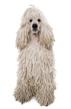 White Corded standard Poodle standing in front of white background clipart