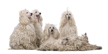 Group of White Corded standard Poodles in front of white background clipart