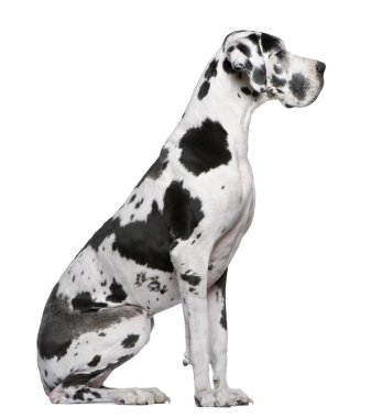 Great Dane Harlequin sitting in front of white background clipart