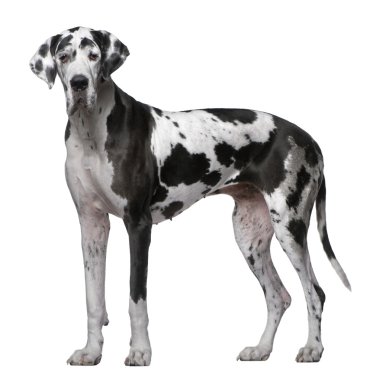 Great Dane, 5 Years old, standing in front of white background clipart