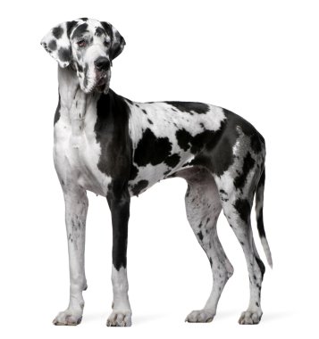 Great Dane Harlequin, 4 years old, standing in front of white background clipart