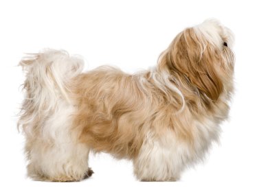 shih tzu, 1 yaşında, beyaz arka plan duran yan görünüm