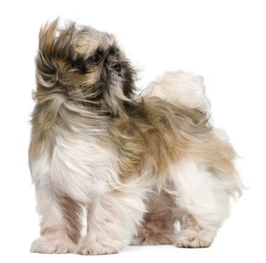 Shih tzu, 1 yaşında, beyaz arka plan duran