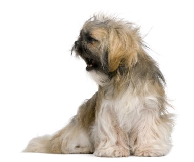 Shih tzu, 1 yaşında, beyaz arka planı oturan