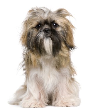 Shih Tzu, 1 year old, sitting against white background clipart