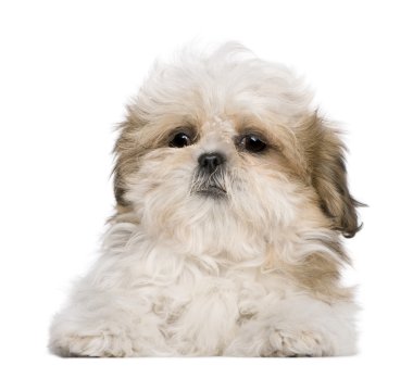 Shih Tzu puppy, 3 months old, lying in front of white background clipart