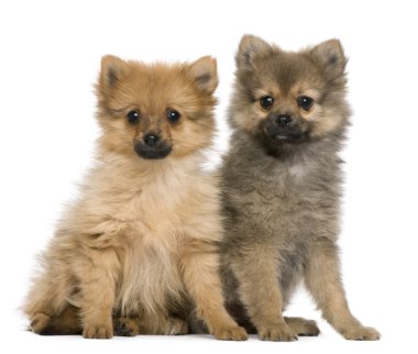 Spitz köpekleri, 3 ay yaşlı, beyaz arka planı oturan