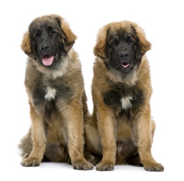 Leonbergers sitting side by side against white background clipart