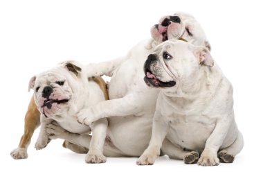 English bulldogs sitting against white background clipart