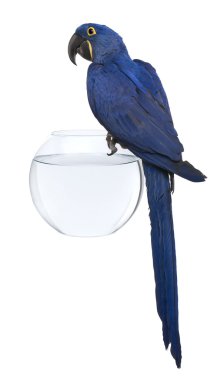 Hyacinth Macaw, 1 year old, perched on an aquarium against white background clipart