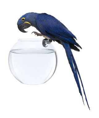 Hyacinth Macaw, 1 year old, perched on an aquarium against white background clipart